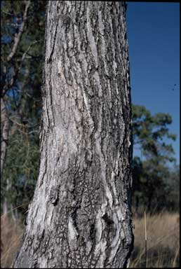 APII jpeg image of Eucalyptus tectifica  © contact APII