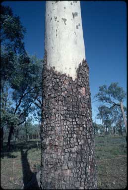 APII jpeg image of Corymbia tessellaris  © contact APII