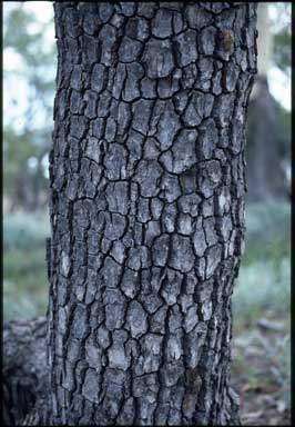 APII jpeg image of Corymbia tessellaris  © contact APII