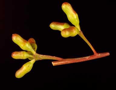 APII jpeg image of Eucalyptus astringens subsp. astringens  © contact APII