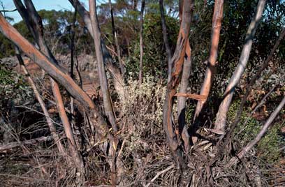 APII jpeg image of Eucalyptus brachycalyx  © contact APII