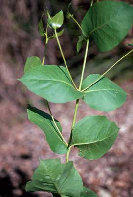 APII jpeg image of Eucalyptus calcicola  © contact APII