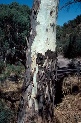 APII jpeg image of Eucalyptus camaldulensis var. camaldulensis  © contact APII