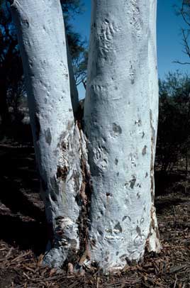 APII jpeg image of Eucalyptus camaldulensis var. obtusa  © contact APII