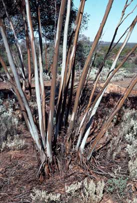 APII jpeg image of Eucalyptus celastroides  © contact APII