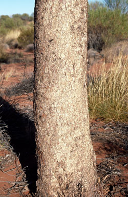 APII jpeg image of Corymbia chippendalei  © contact APII