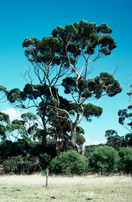 APII jpeg image of Eucalyptus cladocalyx  © contact APII