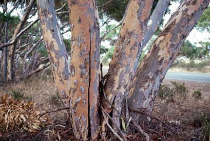 APII jpeg image of Eucalyptus cladocalyx  © contact APII