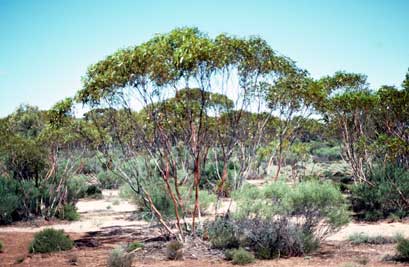 APII jpeg image of Eucalyptus concinna  © contact APII