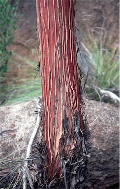 APII jpeg image of Eucalyptus crucis subsp. lanceolata  © contact APII