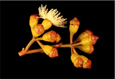 APII jpeg image of Eucalyptus cyclostoma  © contact APII