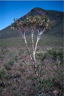 APII jpeg image of Eucalyptus decurva  © contact APII