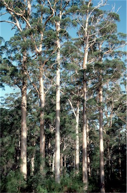 APII jpeg image of Eucalyptus diversicolor  © contact APII