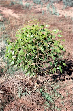 APII jpeg image of Eucalyptus dundasii  © contact APII