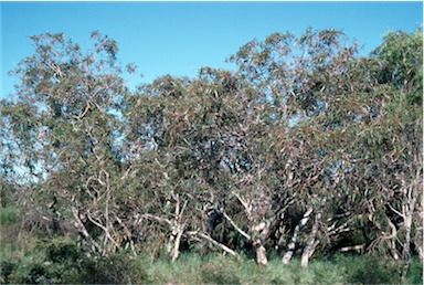 APII jpeg image of Eucalyptus erythrocorys  © contact APII