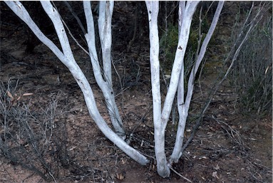 APII jpeg image of Eucalyptus erythronema var. erythronema  © contact APII