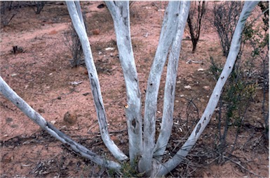 APII jpeg image of Eucalyptus erythronema var. erythronema  © contact APII