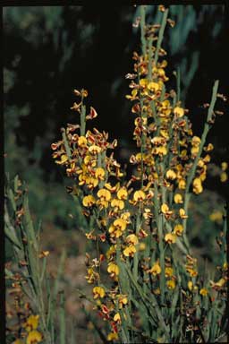 APII jpeg image of Bossiaea grayi  © contact APII