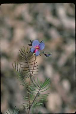 APII jpeg image of Gompholobium cyaninum  © contact APII