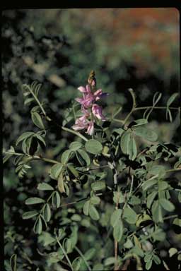 APII jpeg image of Indigofera psammophila  © contact APII