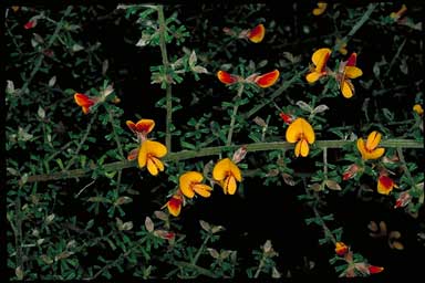 APII jpeg image of Pultenaea scabra  © contact APII