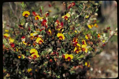 APII jpeg image of Bossiaea eriocarpa  © contact APII