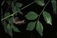 Derris involuta