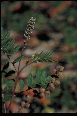 APII jpeg image of Glycyrrhiza acanthocarpa  © contact APII