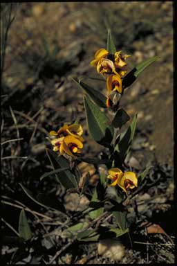 APII jpeg image of Mirbelia platylobioides  © contact APII