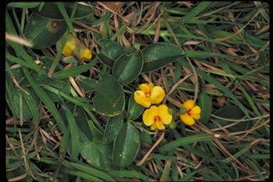 APII jpeg image of Callistachys scandens  © contact APII