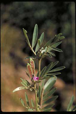 APII jpeg image of Tephrosia phaeosperma  © contact APII