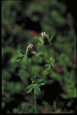 APII jpeg image of Trifolium striatum  © contact APII