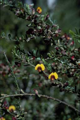 APII jpeg image of Bossiaea eriocarpa  © contact APII