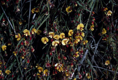 APII jpeg image of Bossiaea riparia  © contact APII