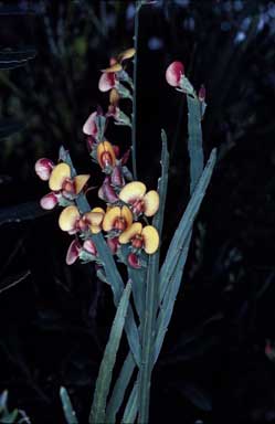 APII jpeg image of Bossiaea scolopendria  © contact APII