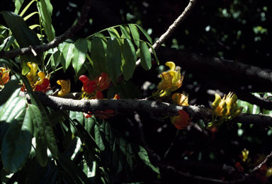 APII jpeg image of Castanospermum australe  © contact APII