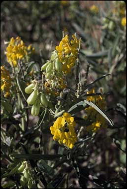 APII jpeg image of Crotalaria novaehollandiae subsp. novaehollandiae  © contact APII