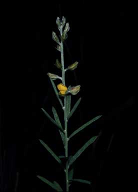 APII jpeg image of Crotalaria linifolia  © contact APII