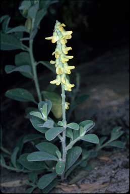 APII jpeg image of Crotalaria smithiana  © contact APII