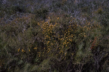 APII jpeg image of Dillwynia floribunda  © contact APII