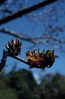 APII jpeg image of Erythrina  © contact APII