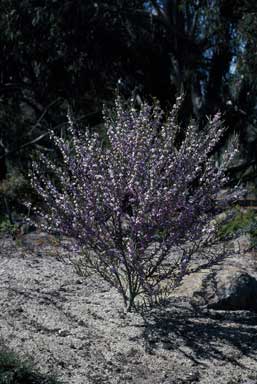 APII jpeg image of Hovea rosmarinifolia  © contact APII