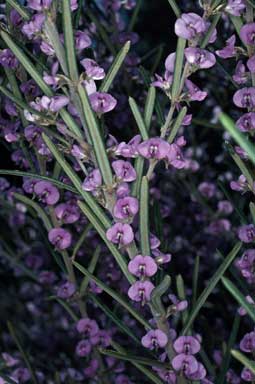 APII jpeg image of Hovea rosmarinifolia  © contact APII