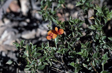 APII jpeg image of Podolobium procumbens  © contact APII