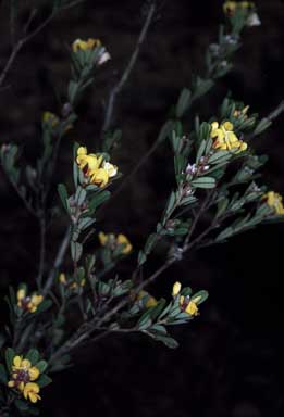 APII jpeg image of Pultenaea daphnoides  © contact APII