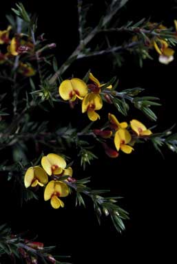 APII jpeg image of Pultenaea vrolandii  © contact APII