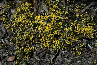 APII jpeg image of Pultenaea pedunculata 'Pyalong Gold'  © contact APII