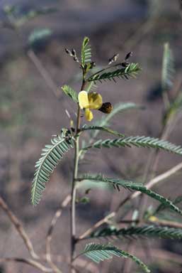 APII jpeg image of Sesbania cannabina  © contact APII