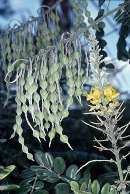 APII jpeg image of Sophora tomentosa  © contact APII