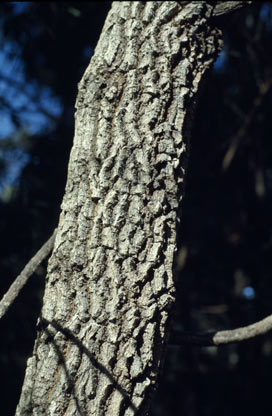 APII jpeg image of Daviesia arborea  © contact APII